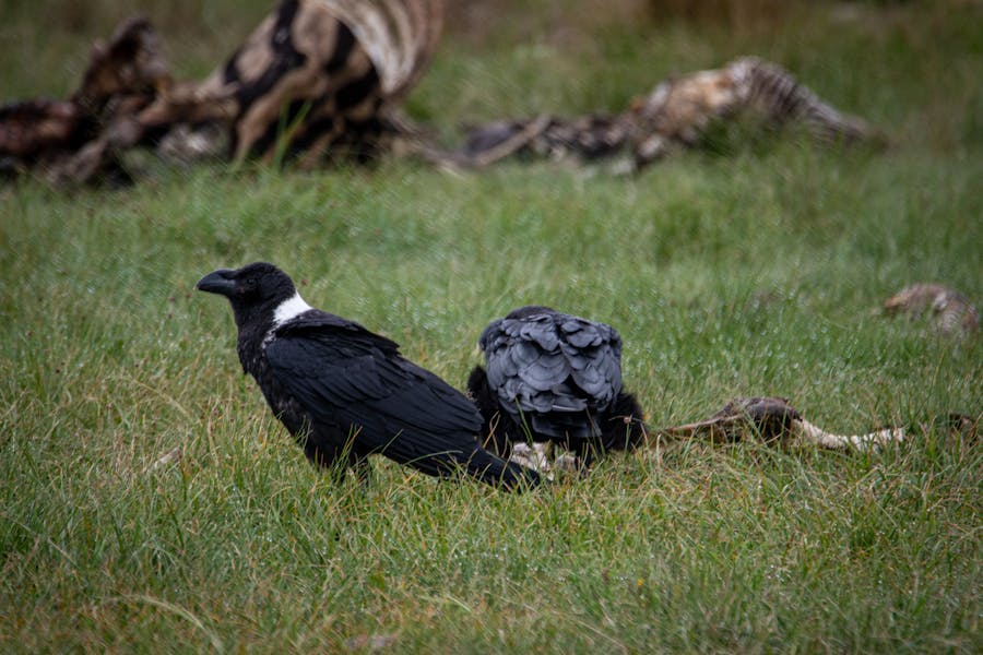 合肥能源公司如何用肇新智能文档比对比对设备检修标准前后差异