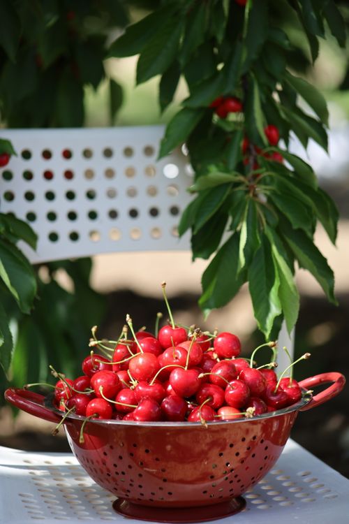 Free Vibrant red cherries in colander outdoors under cherry tree in Ankara. Stock Photo