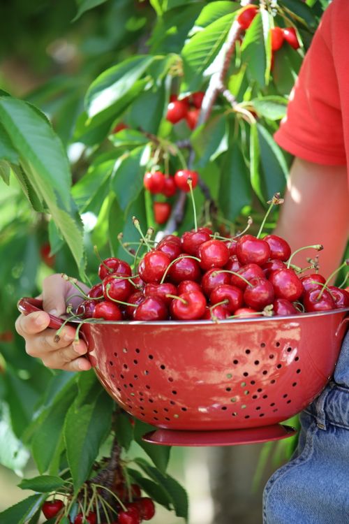 Free Fresh red cherries collected in Ankara, Türkiye during cherry season. Stock Photo