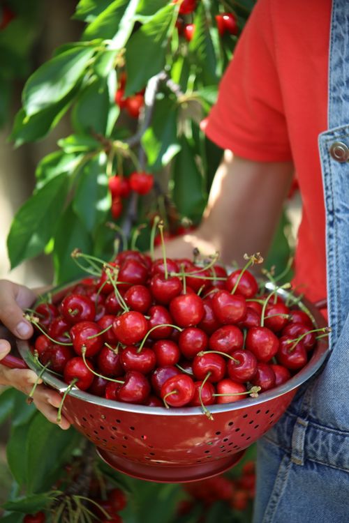 Free Handpicked cherries held in a colander during the cherry season in Ankara. Stock Photo