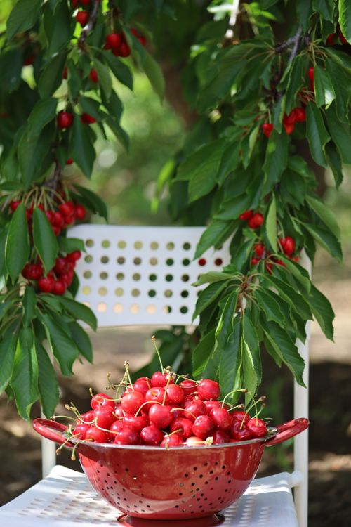 Free A vibrant collection of cherries in a red colander under cherry trees in Ankara, Türkiye. Stock Photo