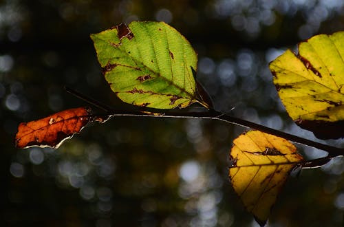 Green and Yellow Leaves