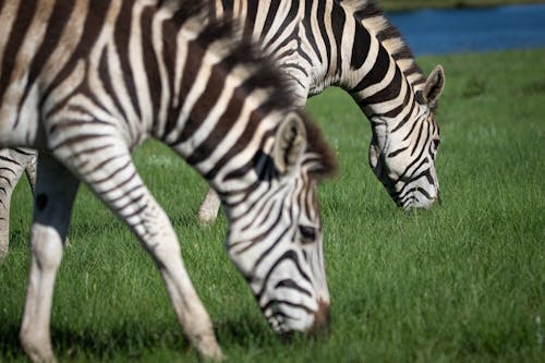 Free Zebras Eating Grass Stock Photo