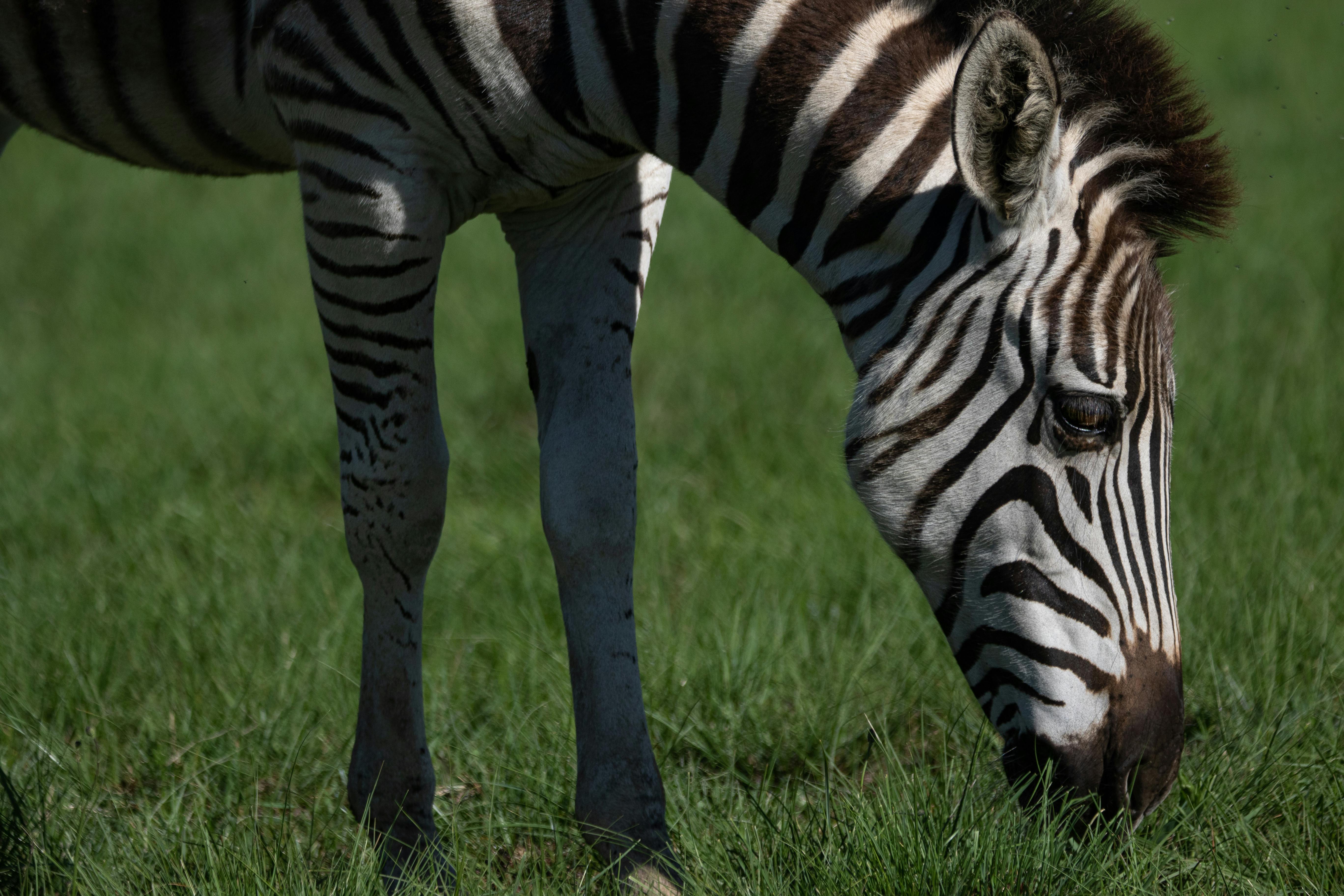 Zebra Eating Grass · Free Stock Photo