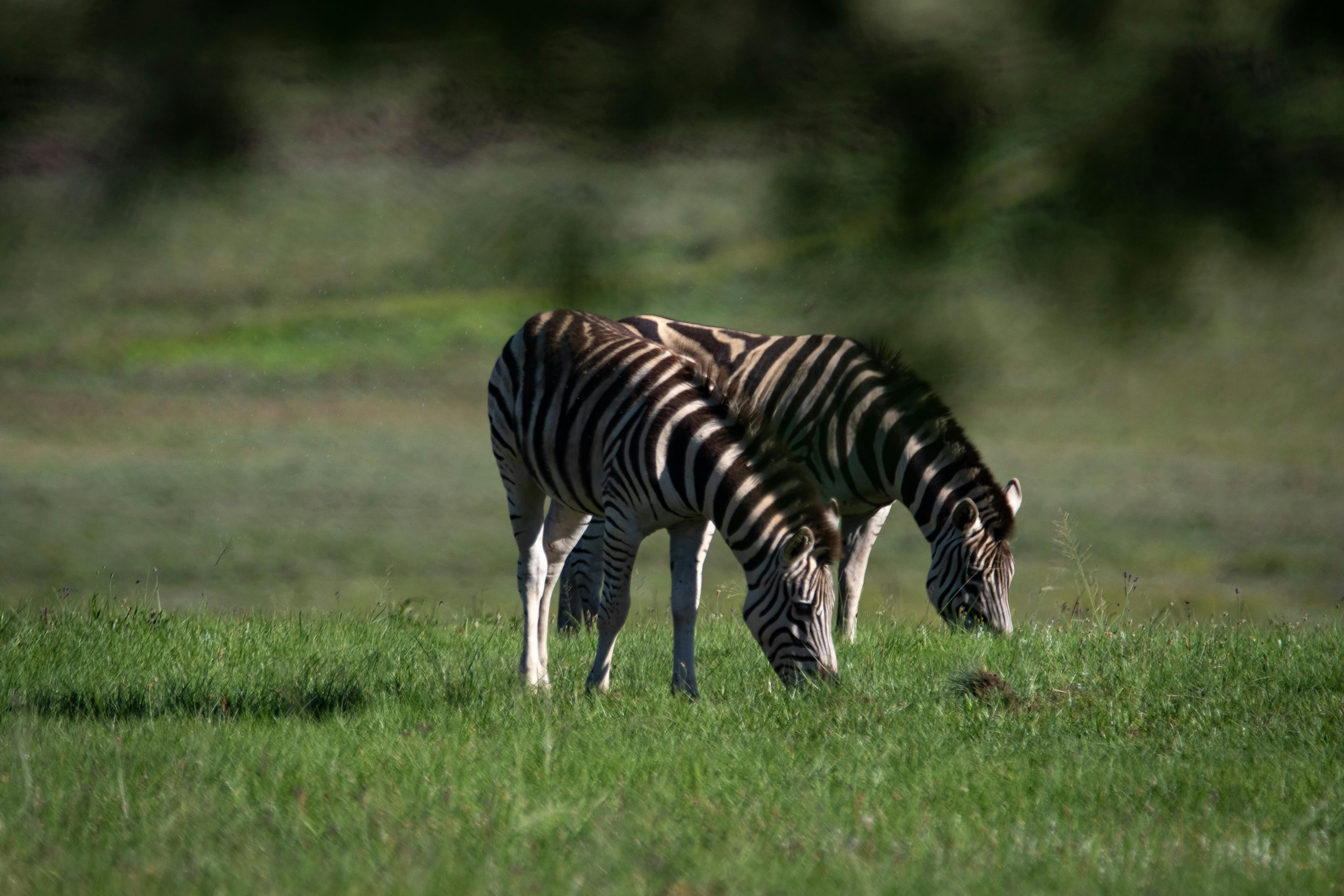 Evde Kalori Yakma Antrenmanı: Yağ Yakımı ve Kondisyonunuzu Artırın (Yeni Başlayanlar İçin)