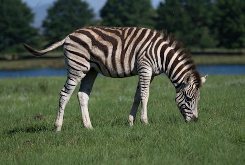 Zebra Eating Grass on Green Grass Field