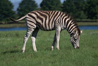 zebra