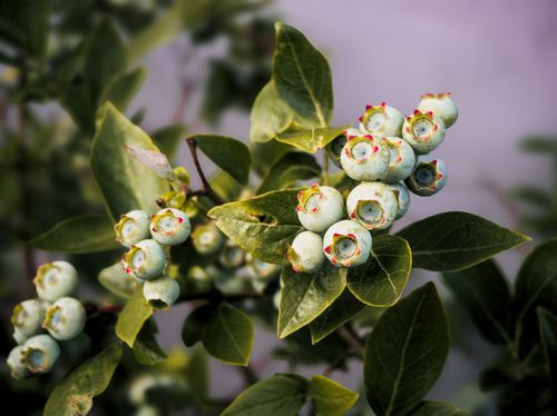 Free Detailed close-up image of green unripe blueberries with leaves on a branch. Stock Photo