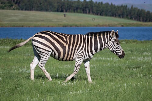 Zebra Che Mangia Erba Sul Campo Di Erba Verde