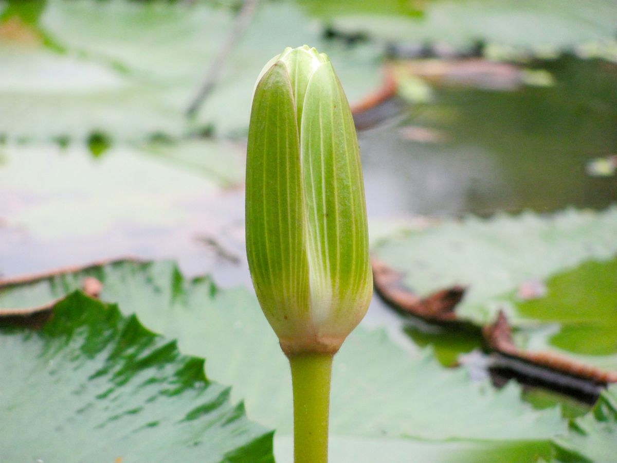 Woman meditating peacefully in a natural setting, representing mindfulness and stress relief