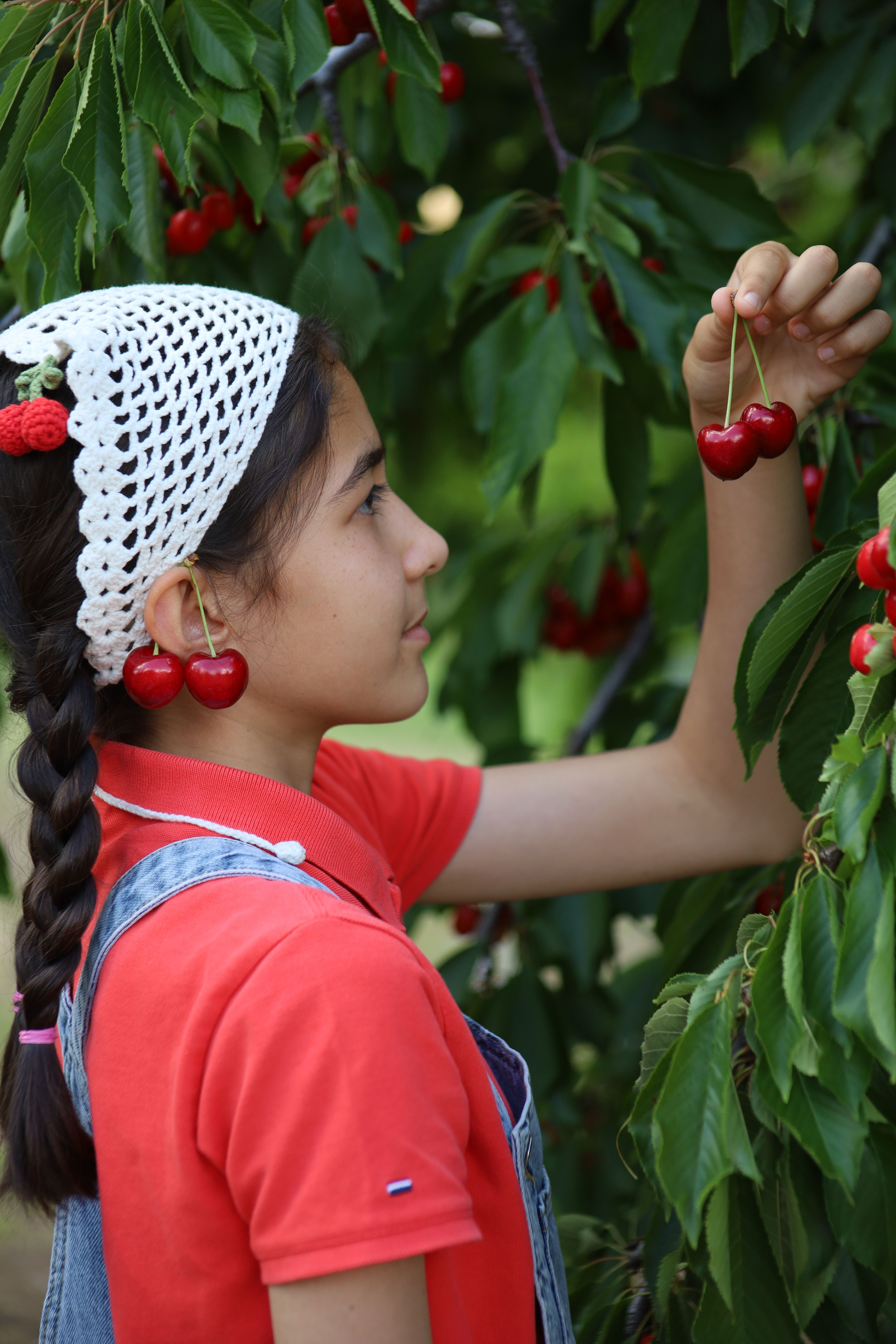Girl in a cherry orchard picking ripe cherries during summer.