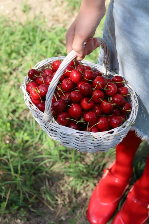 Free A child holds a white wicker basket filled with ripe, red cherries outdoors in summer. Stock Photo