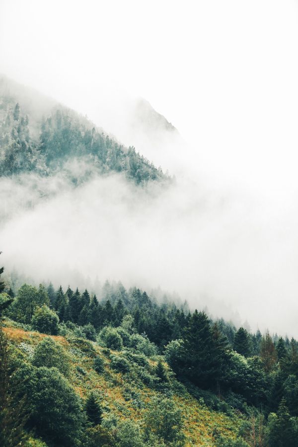 Misty ridge above a dense green forest — photo by Ahmet Mert on Pexels