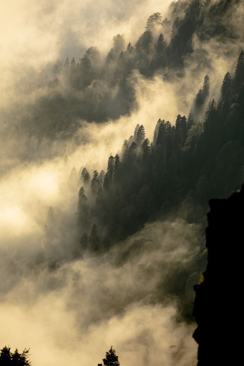 Free Dramatic view of mist enveloping a forested mountainside at sunrise. Stock Photo