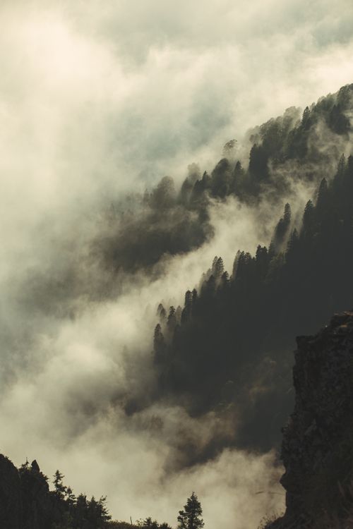 Free Breathtaking view of mist enveloping a forested mountain at sunrise. Stock Photo