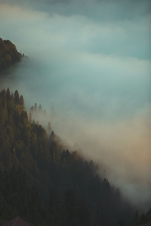 Free A serene view of a lush forest shrouded in mist, captured during sunrise, offers tranquility and beauty. Stock Photo