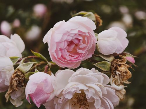 Free Beautiful close-up of pink roses showcasing their delicate petals and natural elegance. Stock Photo