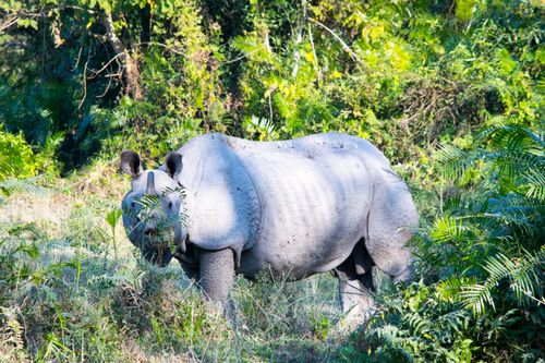 Free Majestic Indian rhinoceros roaming in lush jungle environment. Stock Photo