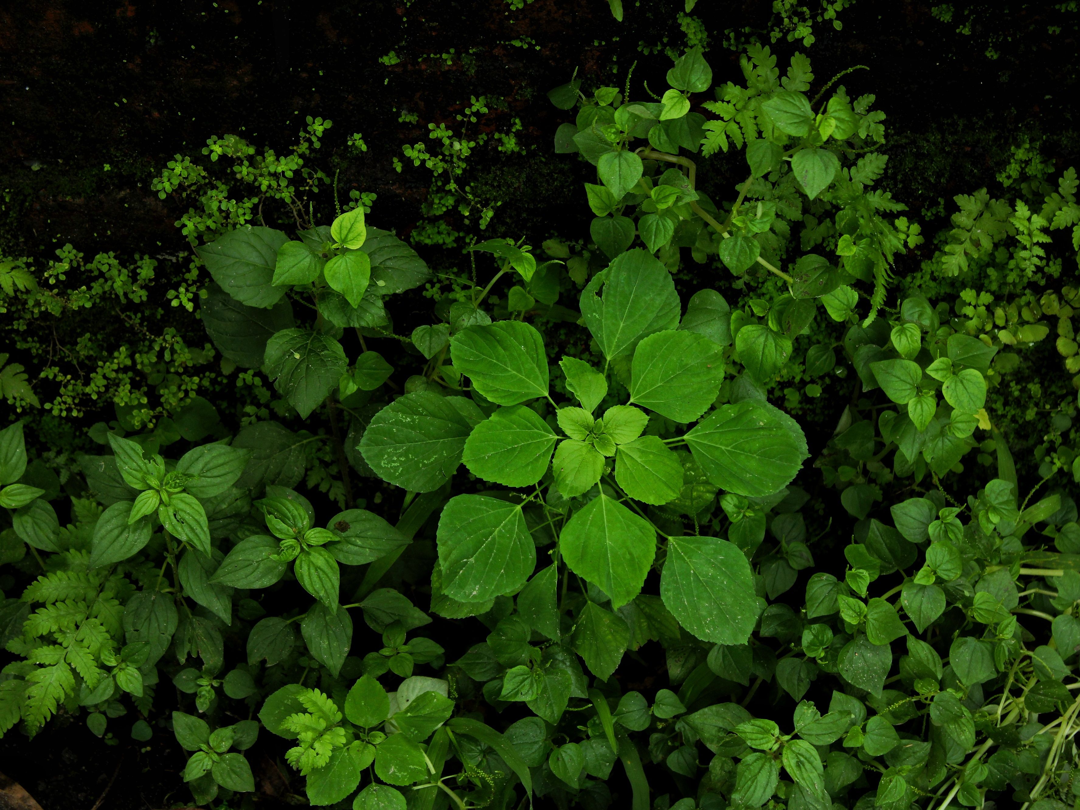 Análise metabólica revela diversidade química entre órgãos e acessos de Solanum dulcamara