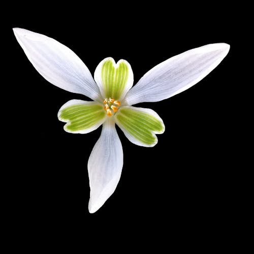 Green White Flower 6 Petal