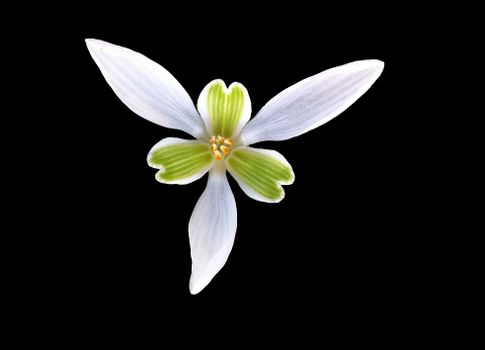 A striking close-up of a white flower with green center on a black background, highlighting its delicate petals.