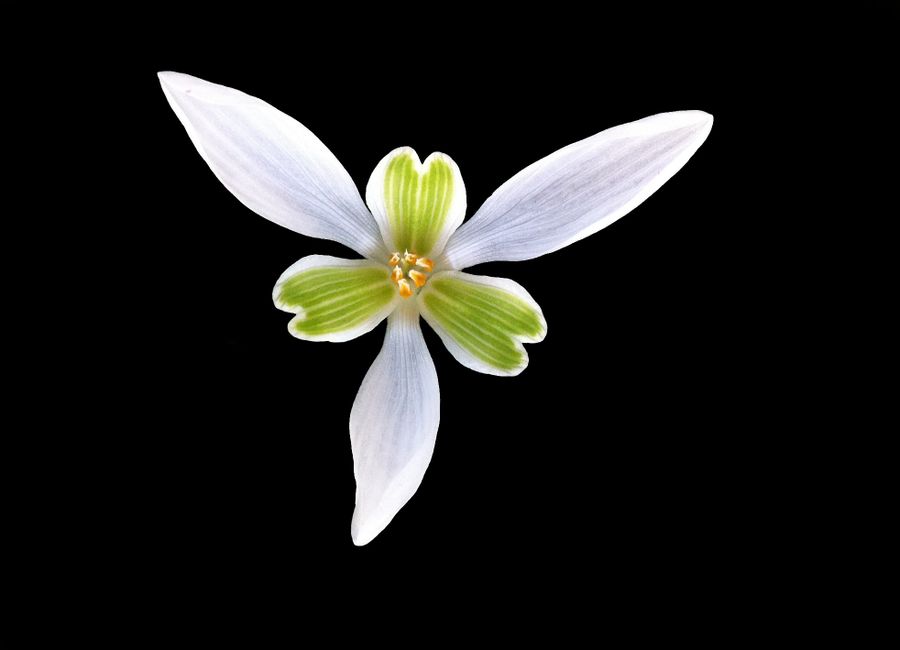 A striking close-up of a white flower with green center on a black background, highlighting its delicate petals.