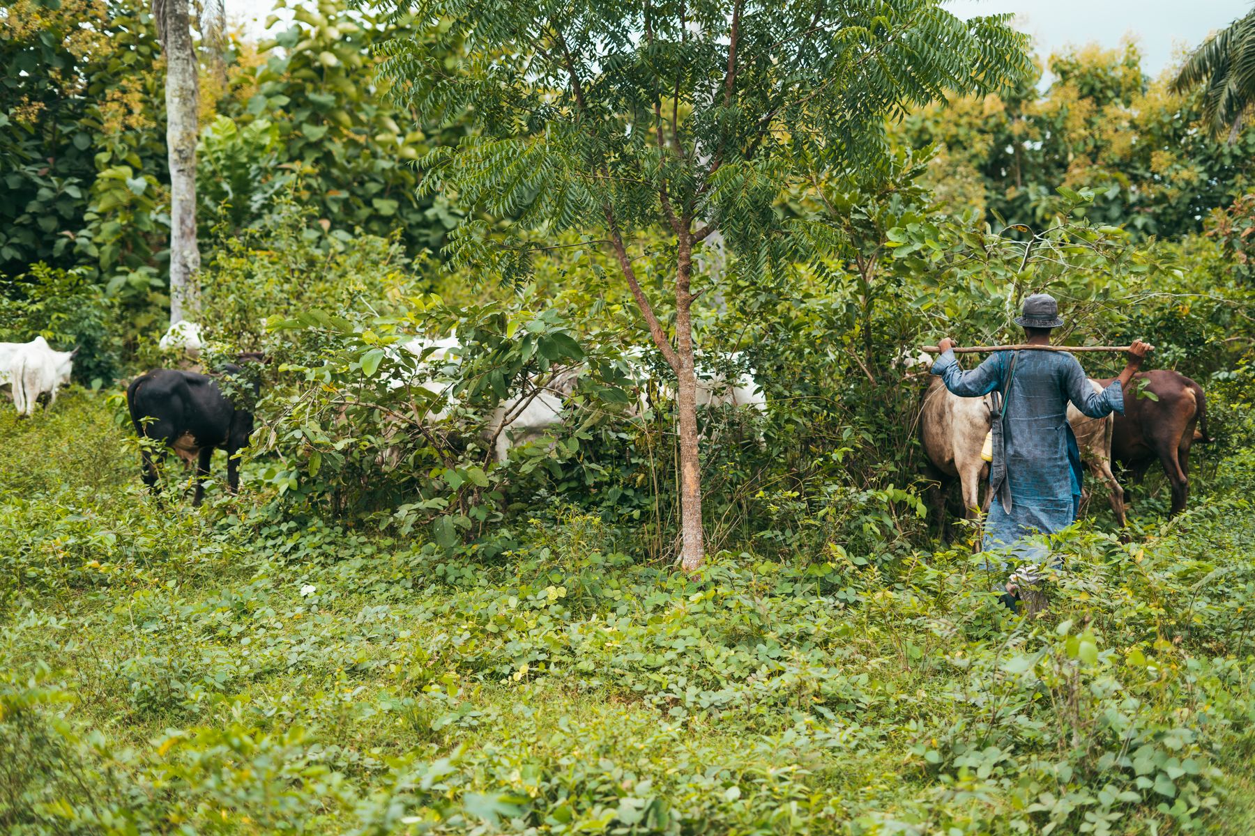 Herder walking with a small herd of cattle across green West African farmland