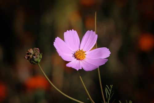 Free Vibrant pink cosmos flower in full bloom with blurred natural background Stock Photo