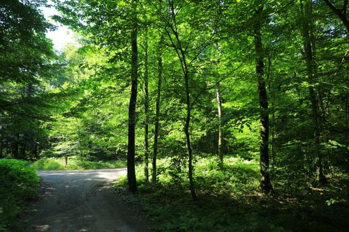 Free Lush green forest with dappled sunlight on a winding trail, perfect for nature enthusiasts. Stock Photo