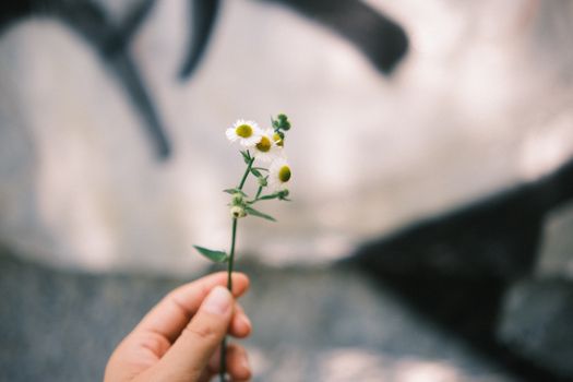 A hand gently holds a small white wildflower with a blurred natural background, creating a soft, serene mood.