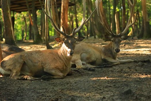 Two majestic deer with large antlers resting in a peaceful forest setting.
