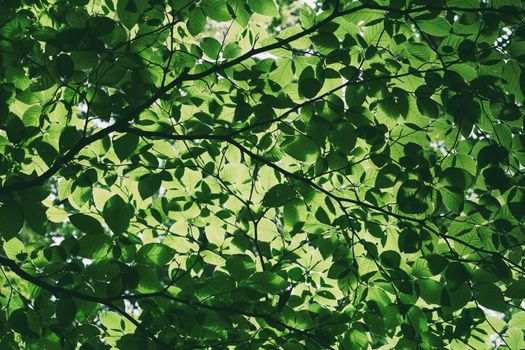 Sunlight filtering through the lush green leaves of tree branches creates a serene forest canopy.