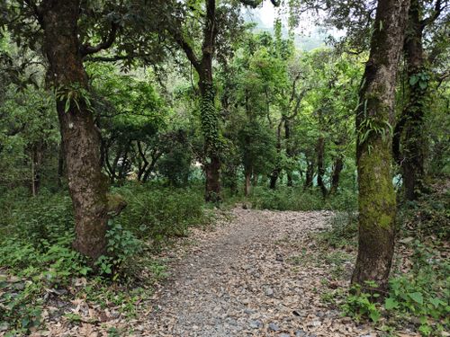 Free A serene forest pathway surrounded by lush green trees, perfect for nature walks. Stock Photo