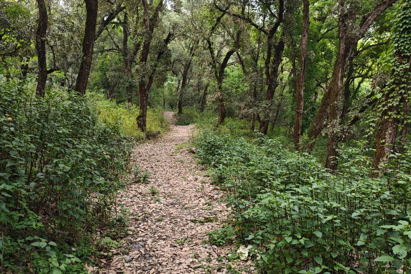 A tranquil forest path surrounded by dense greenery, ideal for nature walks and relaxation.