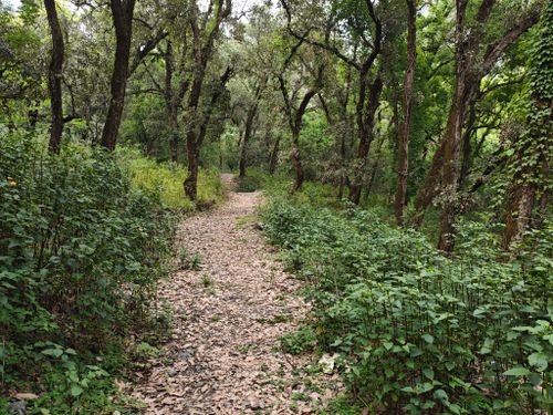 Free A tranquil forest path surrounded by dense greenery, ideal for nature walks and relaxation. Stock Photo