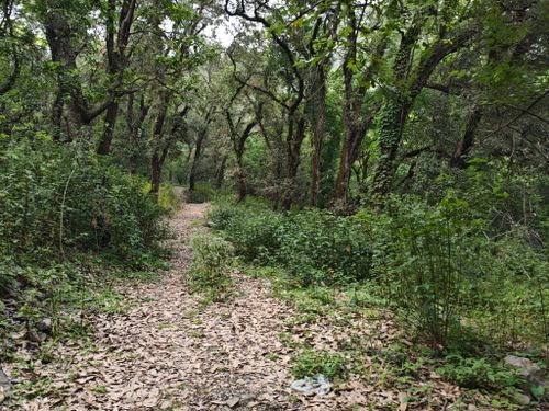 Free Peaceful woodland trail surrounded by lush green trees, perfect for nature walks. Stock Photo