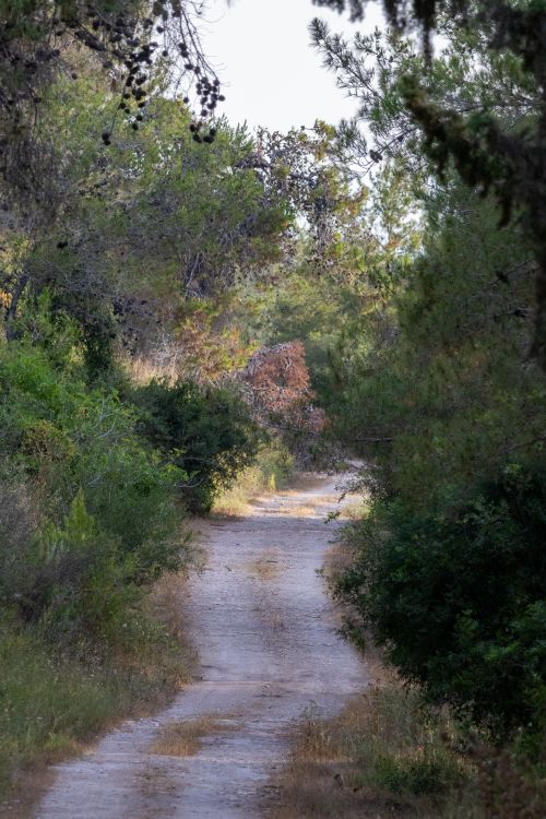 Free A tranquil forest path surrounded by dense greenery, perfect for nature walks. Stock Photo