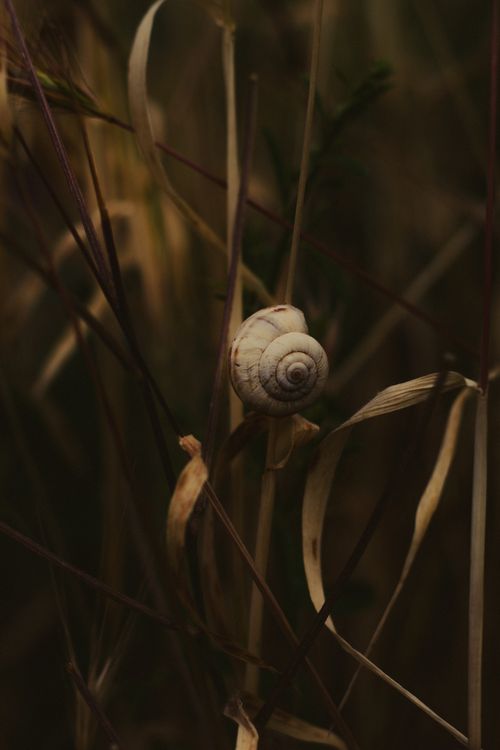 Free Moody close-up of a snail shell resting on dry grass, captured during twilight, evokes a sense of transition and contemplation. Stock Photo