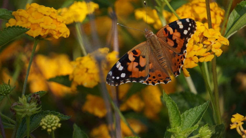 A vibrant painted lady butterfly (Vanessa cardui) perched on yellow marigolds in Mersin, Türkiye.