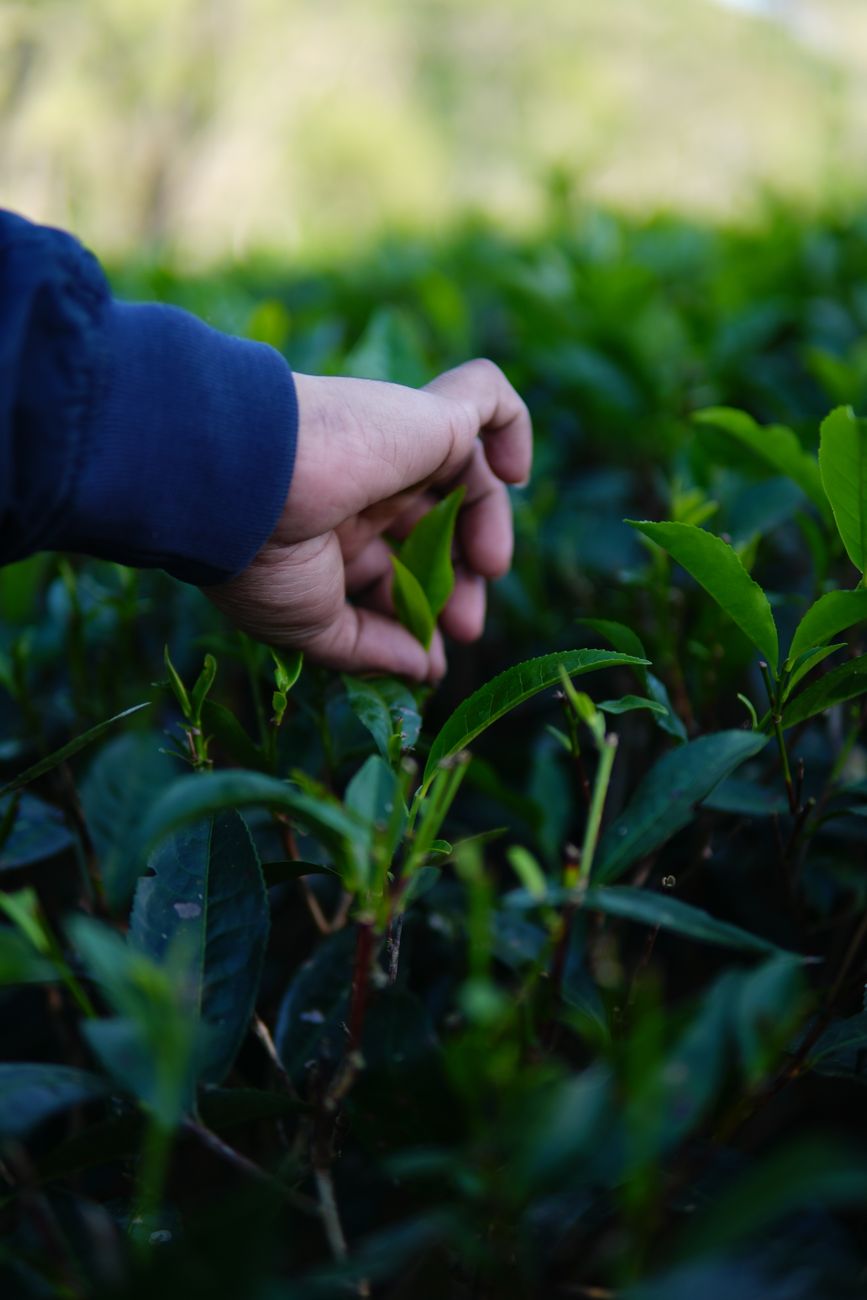 Fresh tea leaves being carefully plucked by hand