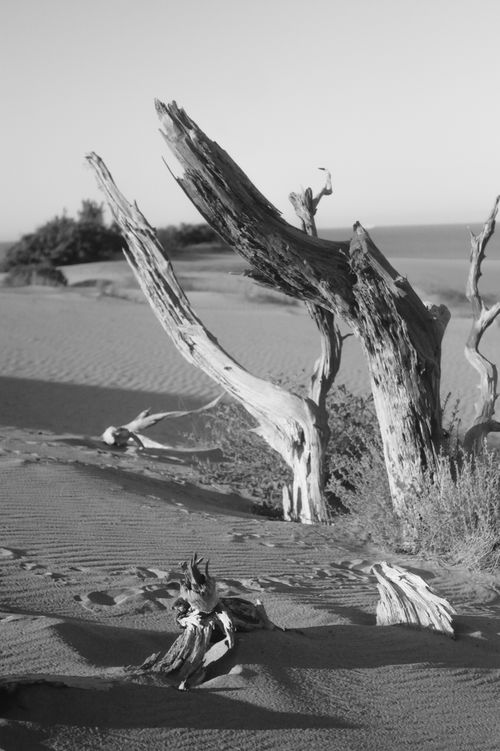 Free Monochrome image of a stark, arid desert landscape with dead trees and sand dunes. Stock Photo