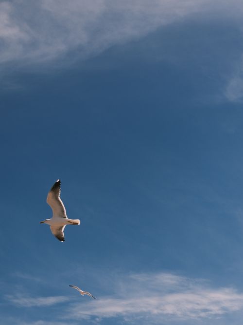 Free A seagull gracefully glides under a bright blue sky, evoking freedom and tranquility. Stock Photo