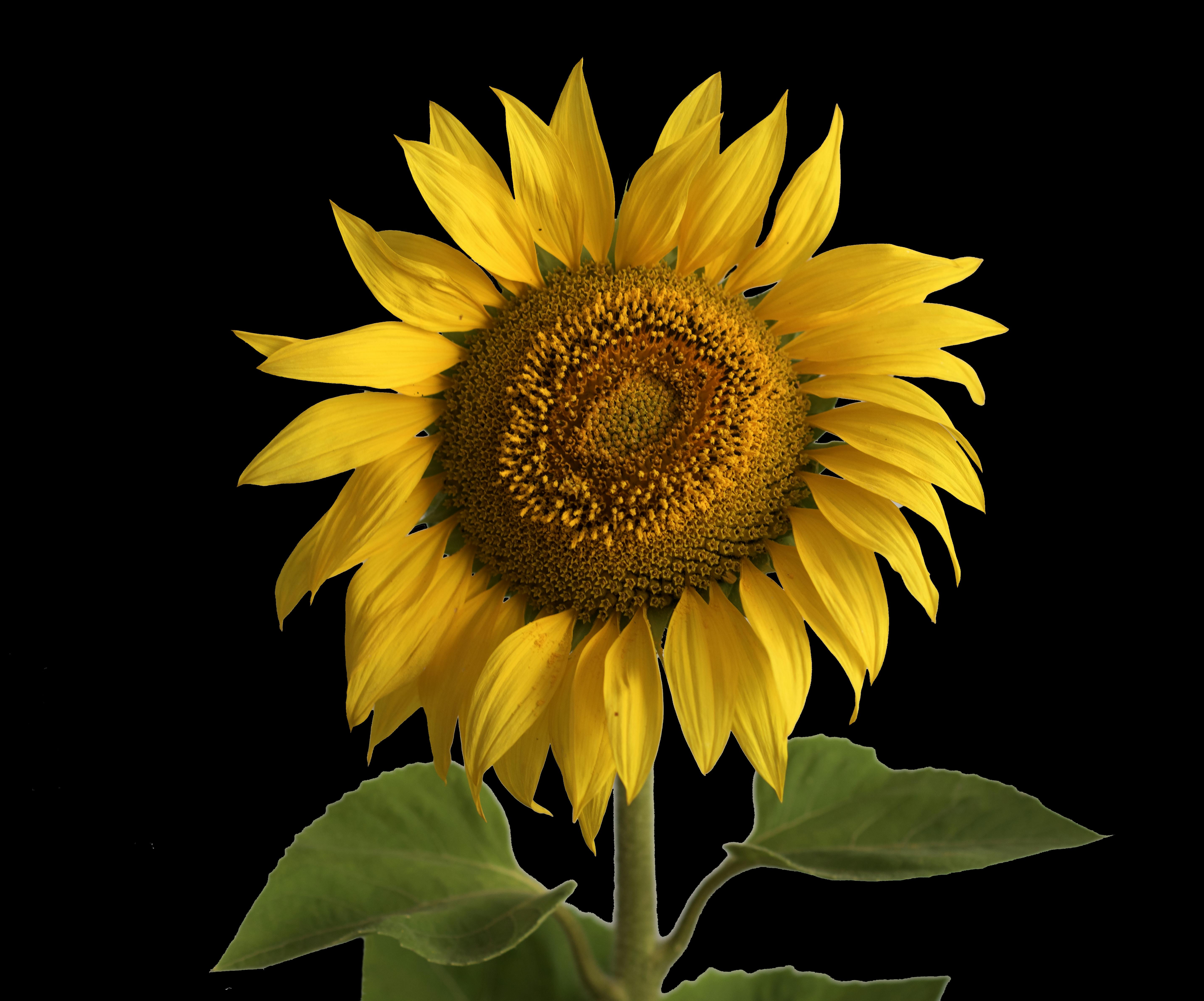 Operador especializado