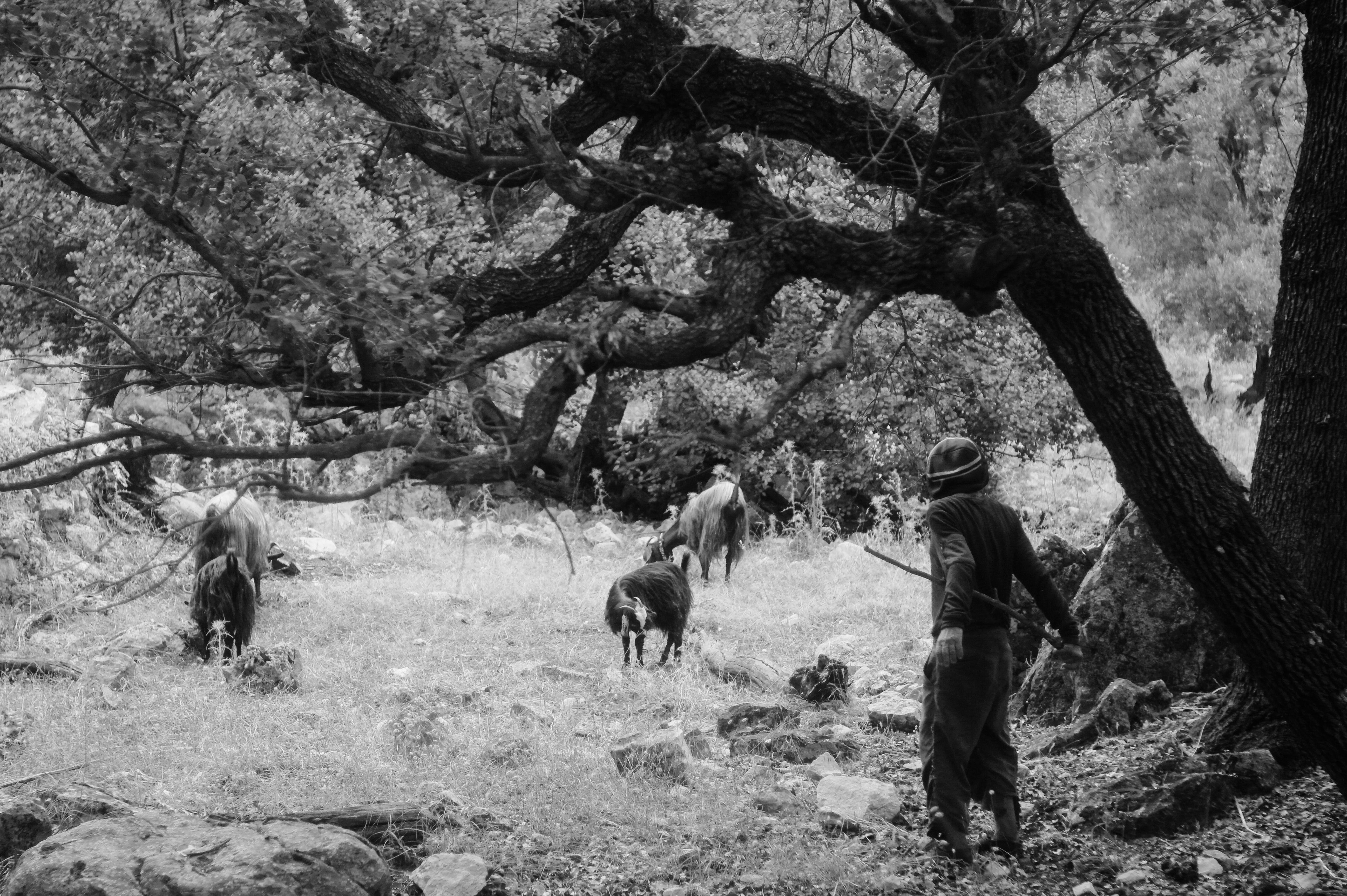 Black and white photo of a shepherd herding goats in a forest, showcasing rustic rural life.