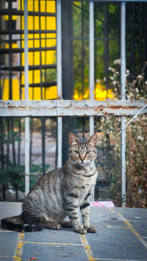 Free A stray tabby cat sits in an outdoor setting in Istanbul, showcasing urban wildlife. Stock Photo