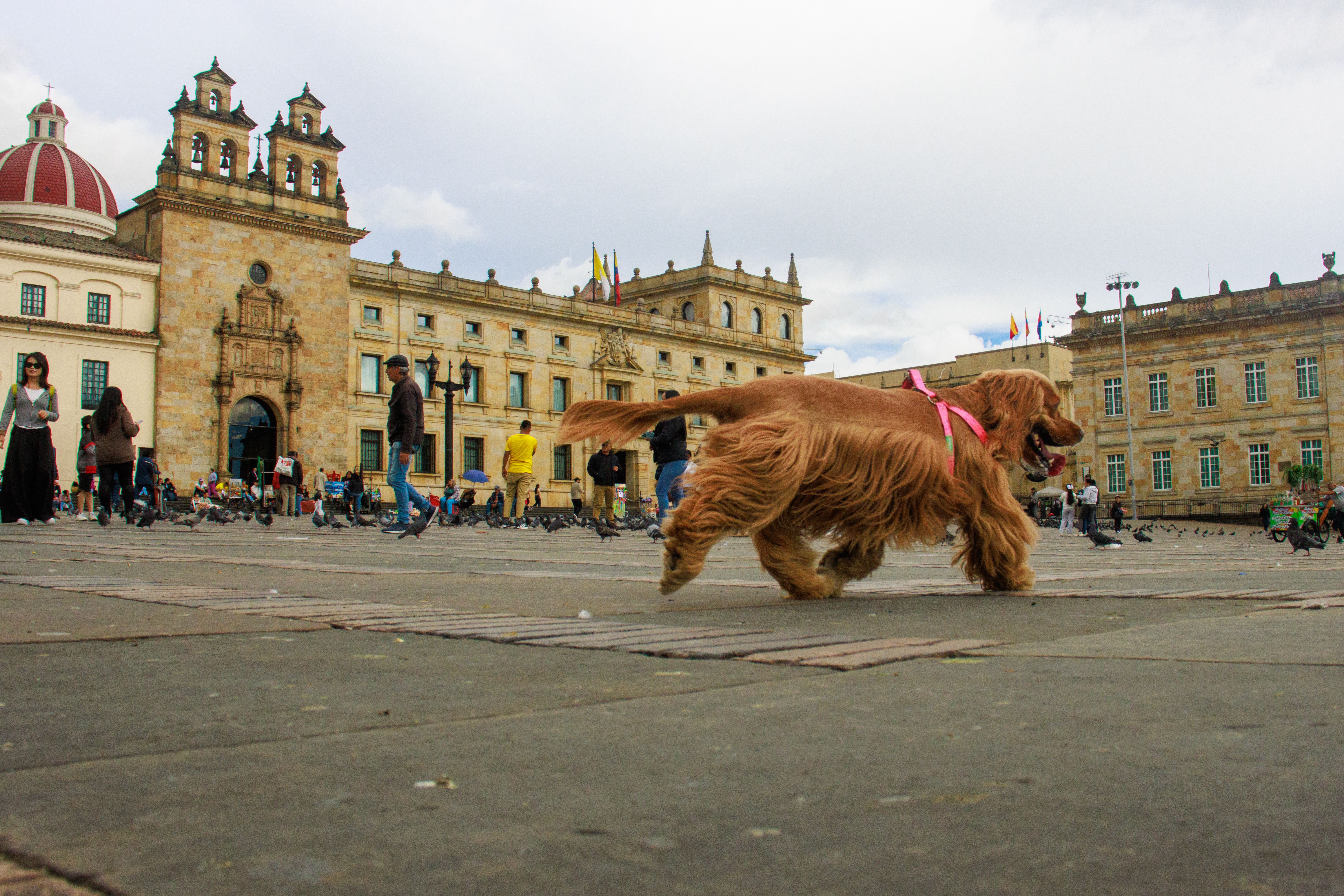 A Cocker Spaniel walks in Bolívar Square, Bogotá. Iconic buildings and people in background.