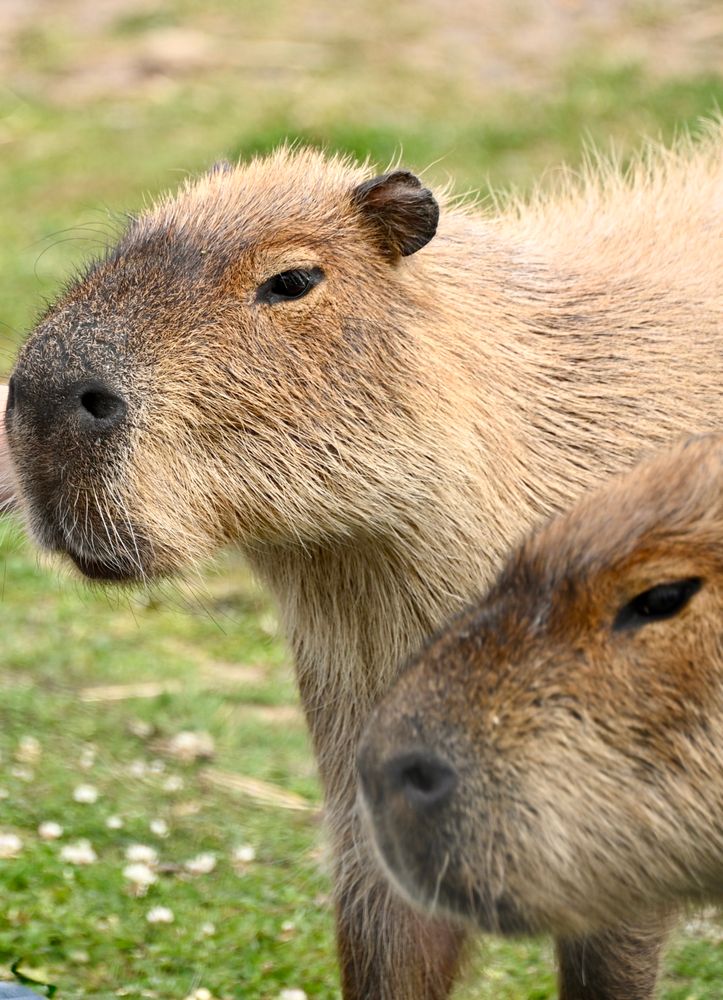 Animated Capybara Photos, Download The BEST Free Animated Capybara ...