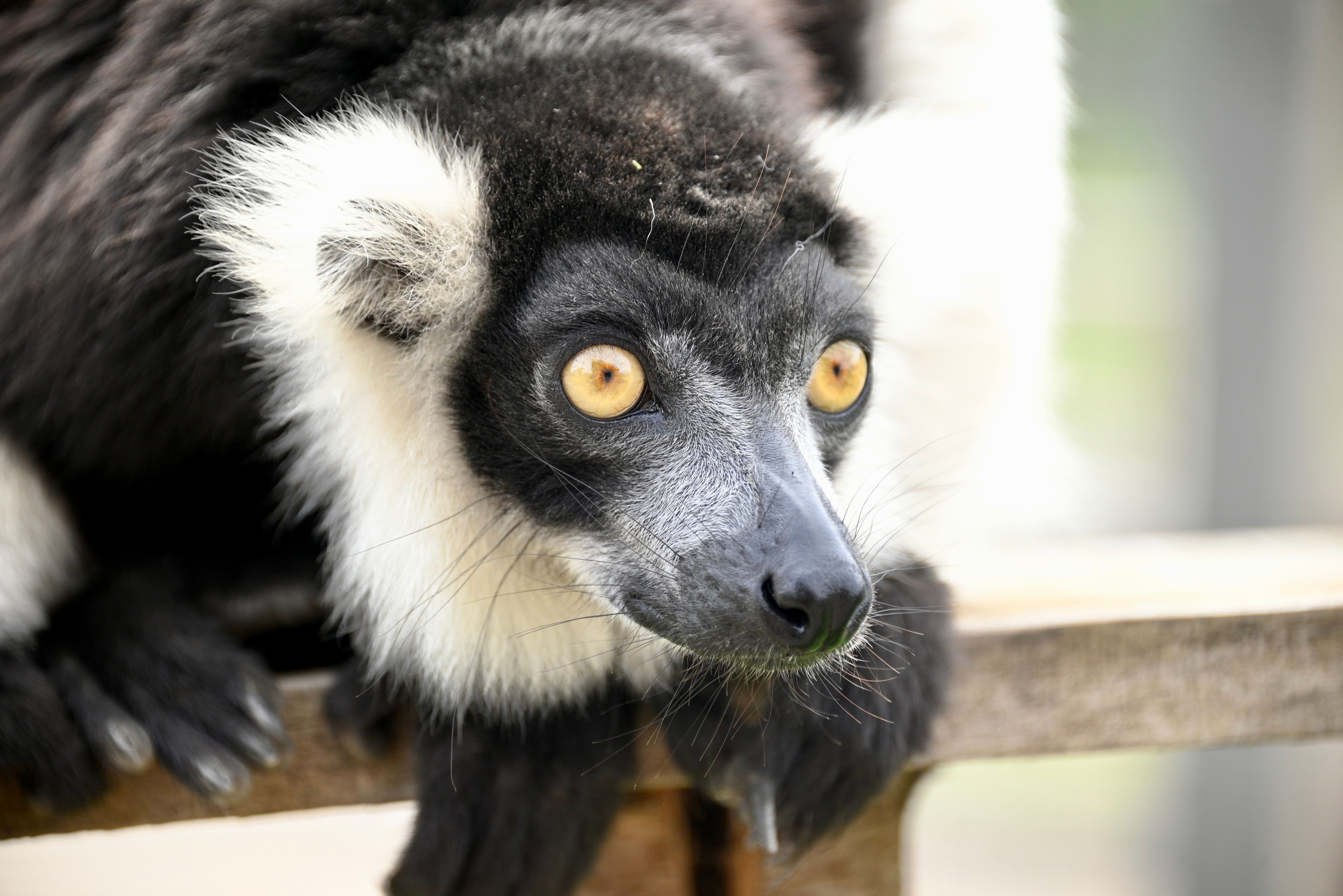 Detailed close-up of a Black and White Ruffed Lemur (Varecia variegata) with striking eyes.
