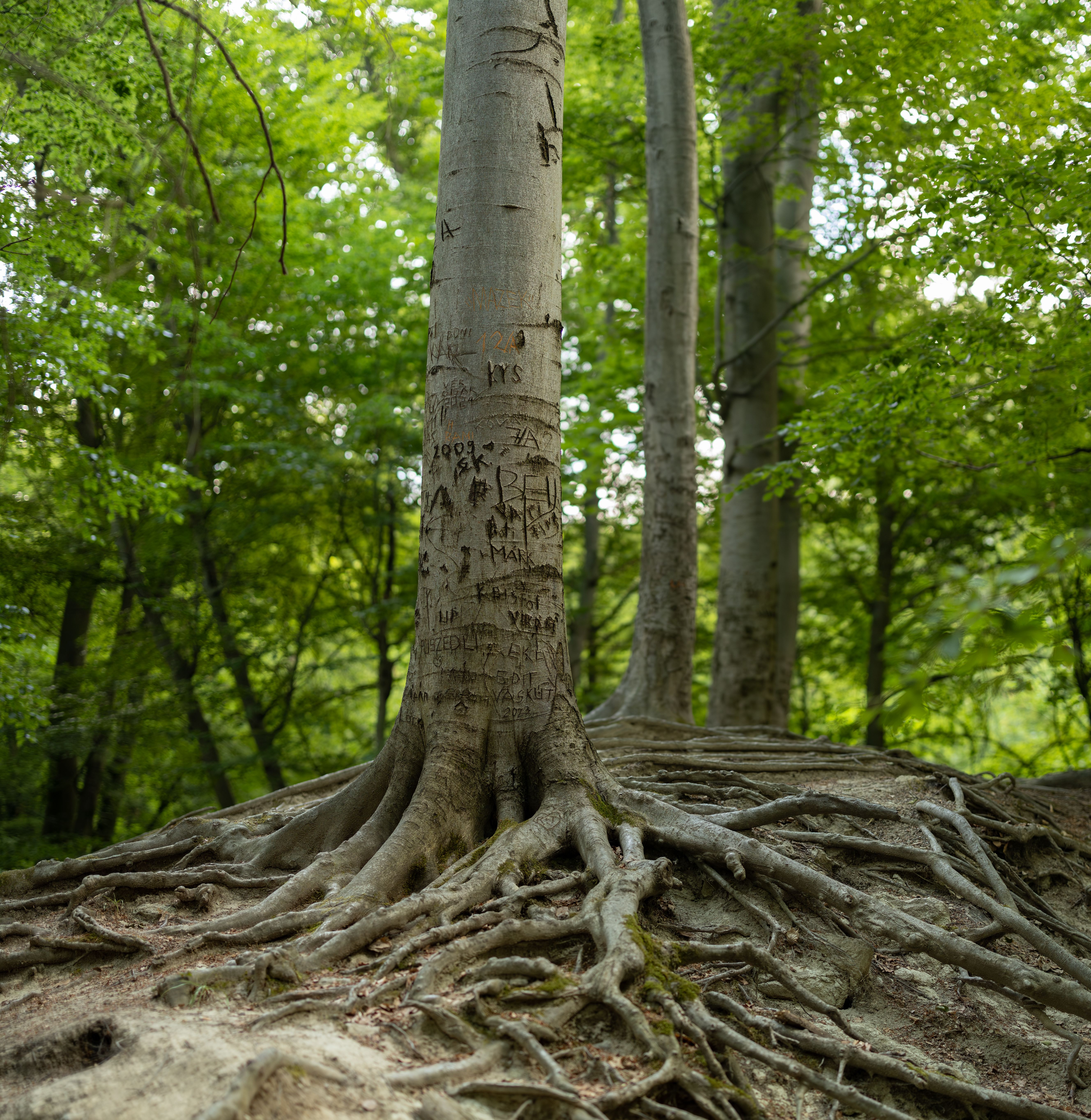 dense tree roots in soil