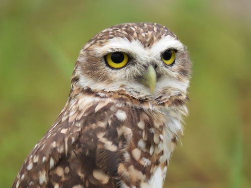 Free Detailed macro shot of a burrowing owl with striking yellow eyes, captured in Florianópolis. Stock Photo